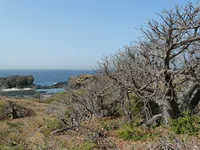 Baobabs Overlooking the Coast