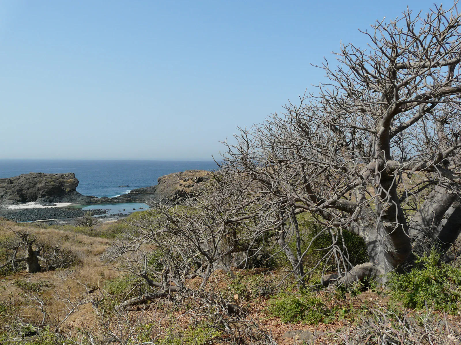 Baobabs Overlooking the Coast