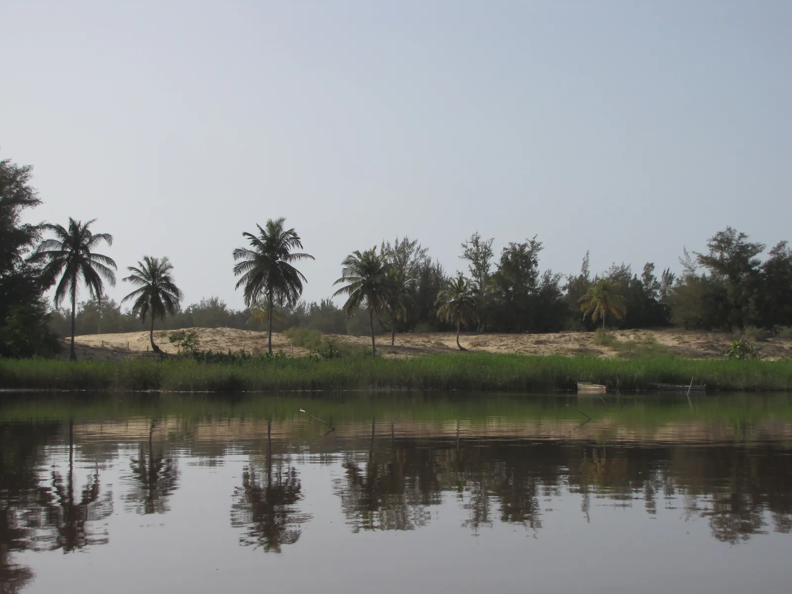 Palm Trees and Dunes