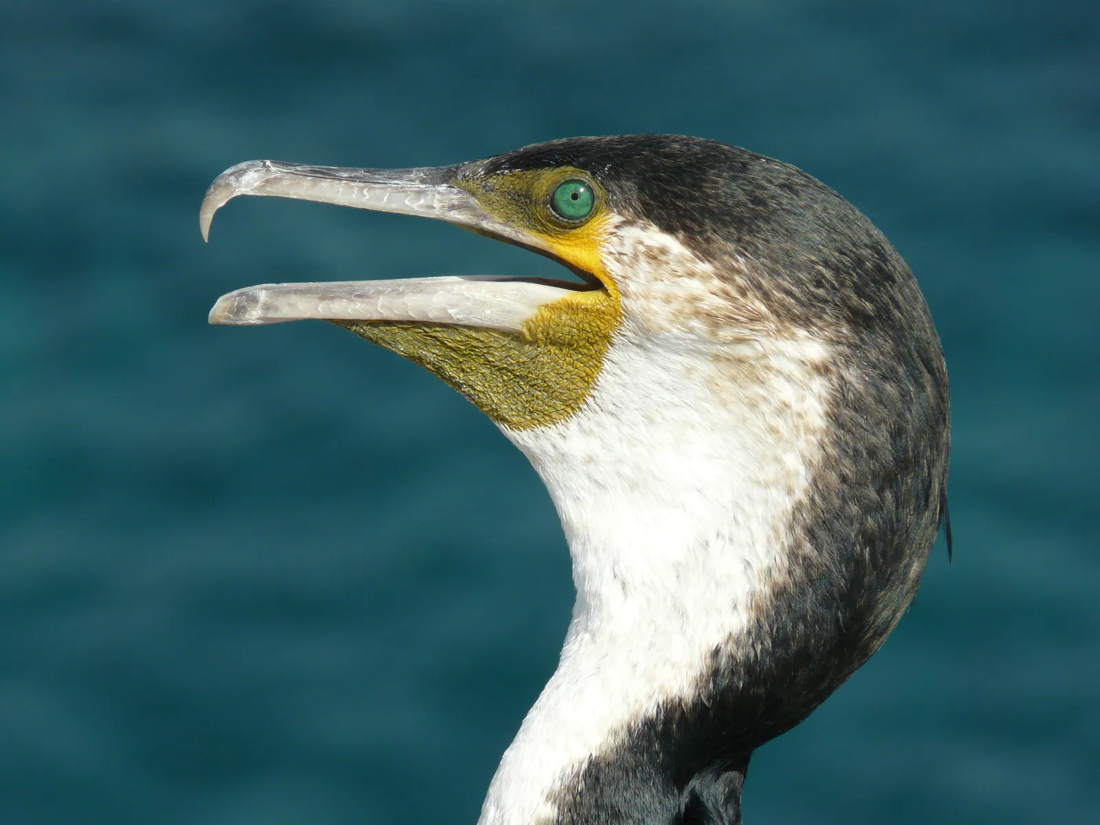 Cape Verde Cormorant