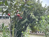Tamarillo Tree in Highland Garden