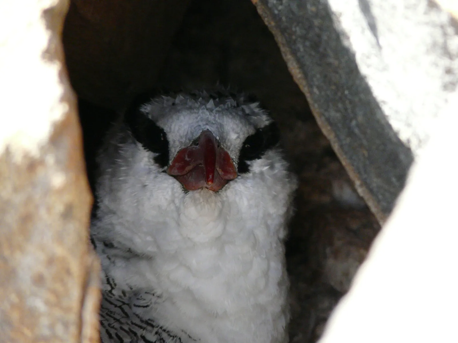 Red-Billed Tropicbird Chick in Nest