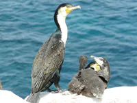 Cape Verde Cormorant with Chicks