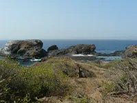 Coastal Vegetation and Lava Shore