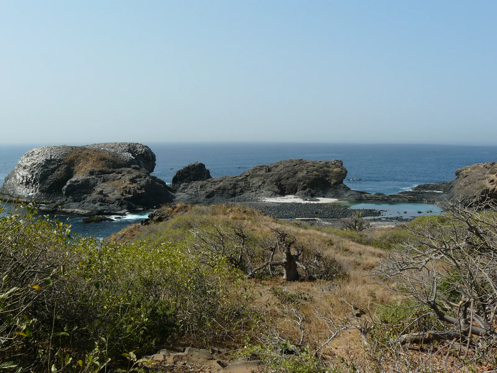 Coastal Vegetation and Lava Shore