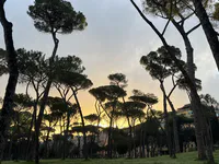 Sunset Among the Stone Pines