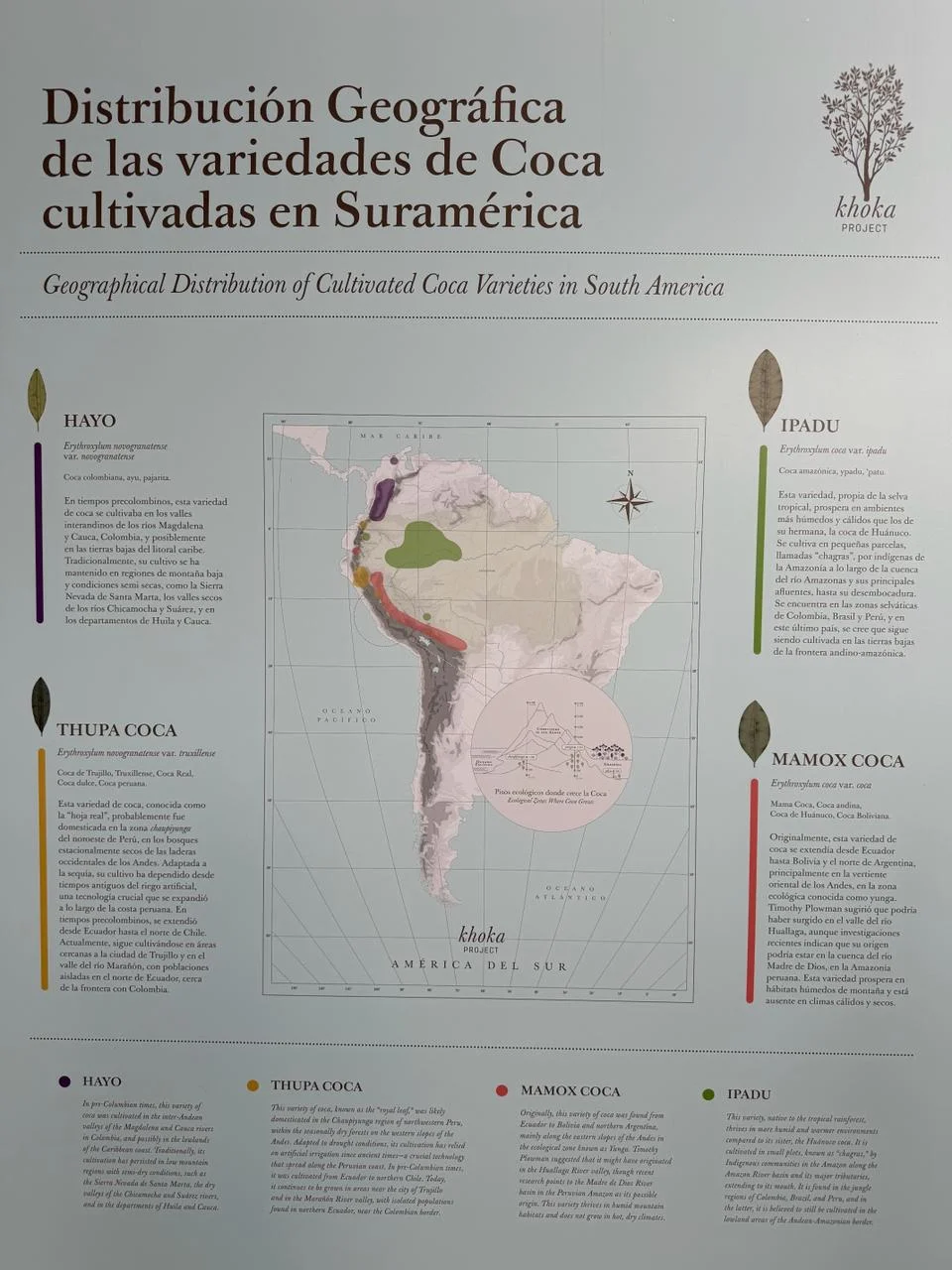 Coca Varieties in South America
