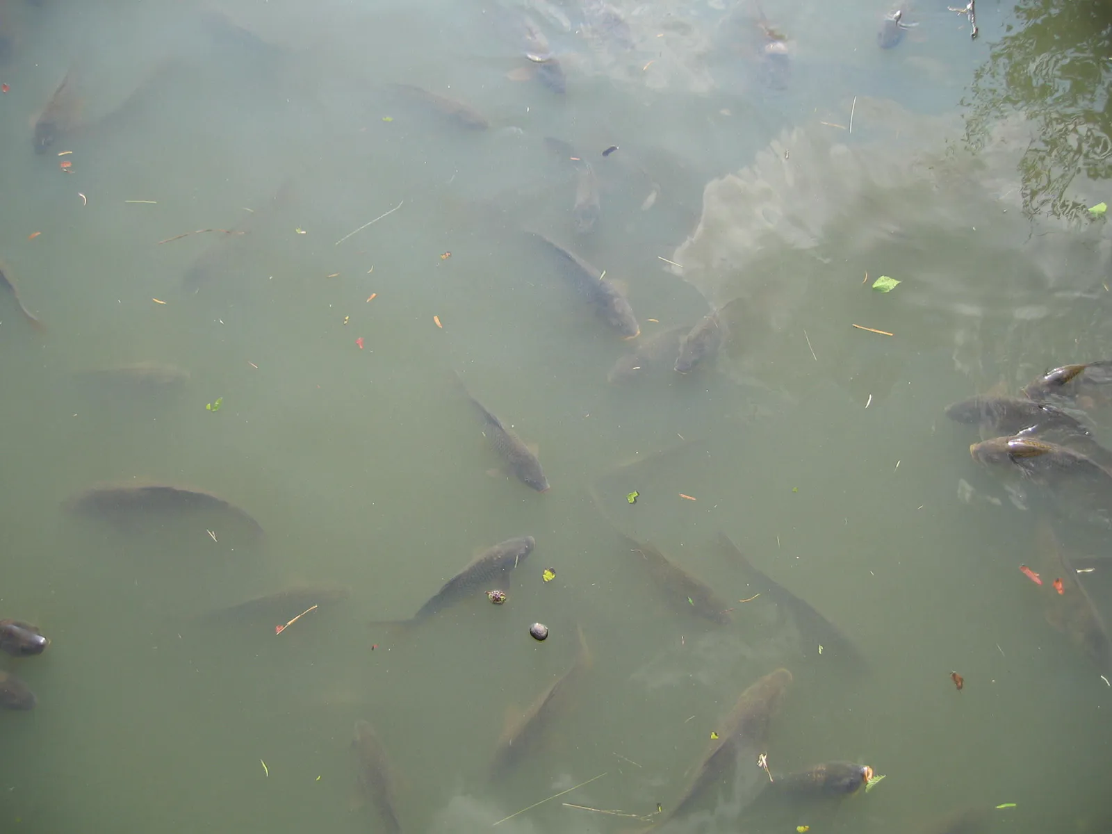 Carp in the Grand Canal